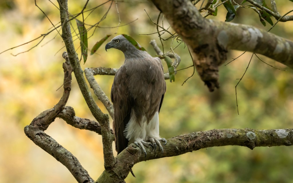 Grey-headed Fish Eagle